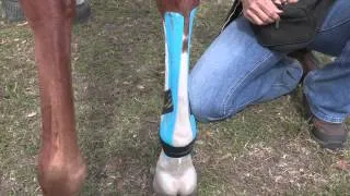 Equi-Taping a Suspensory Ligament & Providing Tendon Support