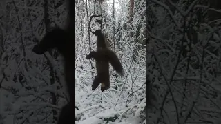 Проверка капкана на куницу.