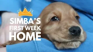 Simba The Cocker King: English Cocker Spaniel puppy's first week home