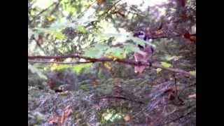 Bluejay calling with food in it's mouth.