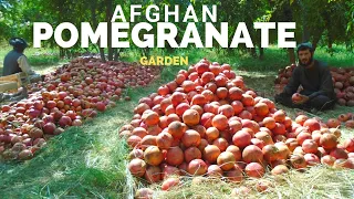 Afghan Pomegranate Garden Kandahar Arghandab