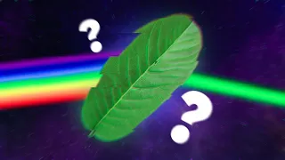 Por Que as Plantas são Verdes?