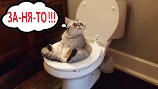 Приколы с котами! Смешные коты! - СОЗВУЧКОЙ! Самые Смешные животные!