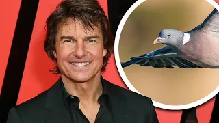 "Tom Cruise's Pigeon Chaos Fix"