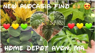 New Alocasia Find 👐🪴 😍 Home Depot #love #plants #nature #roots #energy #plantshopping #fitness #yoga