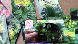 Indoor plants from seeds. Is it worth buying seeds? Result of planting seeds.