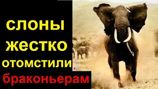 В Африке стадо слонов растоптало браконьера. Жесткая месть | TimonFix