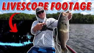 Livescoping For Bass on Offshore Ledges! (Active Target 2 Footage)