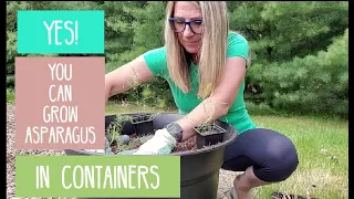 How to Grow Asparagus in Containers and Why This is a Great Option
