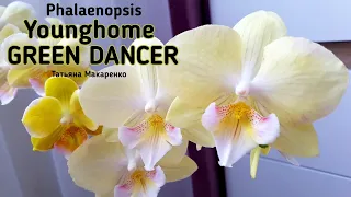 Орхидея Зеленый Танцор Phalaenopsis Younghome Green Dancer цветение орхидеи orchid orchids