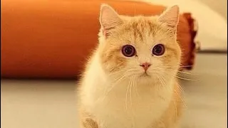 Funny Cat Videos - Cute And Lovely Cat Videos 2022😹| MeowLand