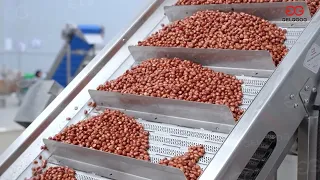 Industrial Peanut Frying Line|Groundnut Frying Machine