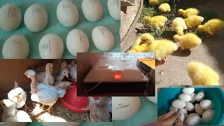 Только поэтому на момент вылупления гусят я охлаждаю яйца🐥Думала расклев цыплят Но нет ВСЁ ХОРОШО👍👌😇