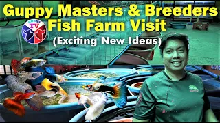 Master Breeder Guppy Fish Tour! Amazing Fish Farm