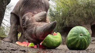 Rhinos Demolish And Devour Giant Watermelons