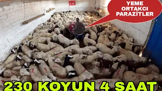 PARANIZA ORTAKÇI PARAZİTLER İLE MÜÇADELE~NİYAZİ YİNE İŞ BAŞINDA~TRAKTÖRÜN KOLU KIRILDI PULLUK DÜŞTÜ