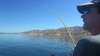 Berryessa trout.