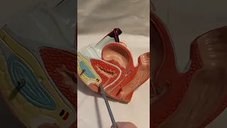 Der weibliche Urogenitaltrakt. Lage von Uterus, Vagina und Ovarien.
