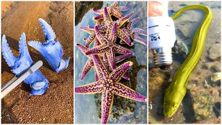 Catching Seafood 🦑🦀 Deep Sea Octopus Catch Fish,Catch Shark   Tik Tok #31