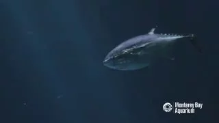 Bluefin Tuna in the Open Sea exhibit