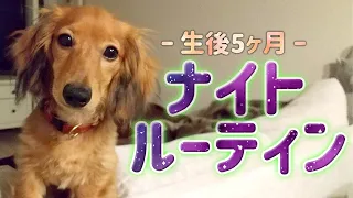 生後5ヶ月！子犬のダックスのナイトルーティン【カニンヘンダックス】