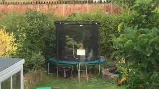 Fox cubs bouncing on Trampoline