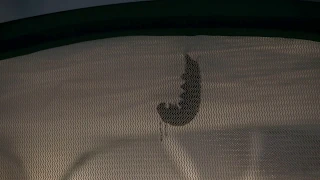 Monarch caterpillar forming chrysalis time-lapse