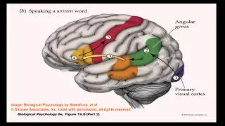 Brain and Behavior - Language of the Brain