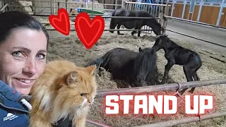 Time to Stand Up Peach or Daisy... This foal is very cute!🥰 And the cat too! | Friesian Horses