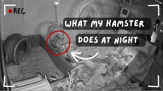 WHAT MY HAMSTER DOES AT NIGHT😴| Hamster Night Cam🐹