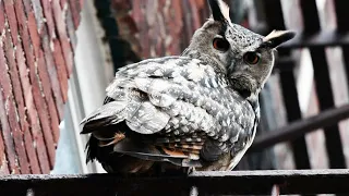 Flaco the Escaped Central Park Zoo Owl Dies