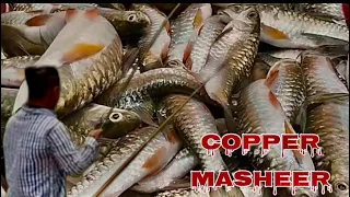 River fishing in nepal🇳🇵🇳🇵🇳🇵 || copper masheer ||