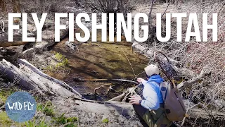 Small Stream Dry Fly Fishing Utah