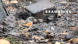 BRAMBLING FACING COMPETITION WITH CHAFFINCHES