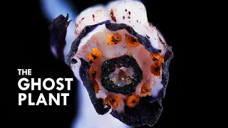 Ghost Plant: A Vampire That Sucks Life Out Of Mushrooms