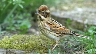 Reed Bunting Behaviour   Tail Flicking