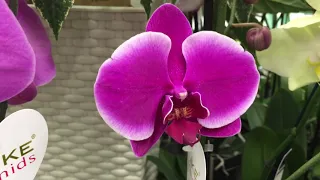 Обзор орхидей в Бауцентре 29. 06.  2019 г Купила Манхеттен!