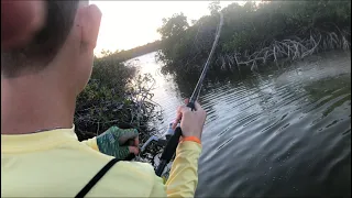 Sight Fishing In Crystal Clear Mangrove Canals | The Bahamas