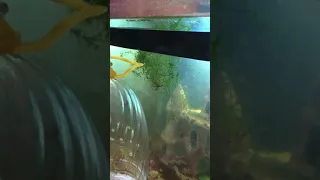 Чем питаются раки в моём аквариуме)