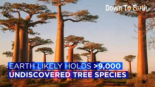 The Earth likely holds more than 9,000 undiscovered tree species