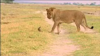 Mongoose VS Lion... Epic battle!!!!