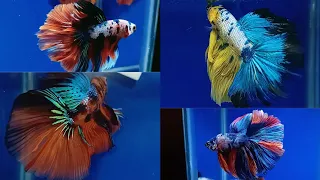 Multicolour Bettas