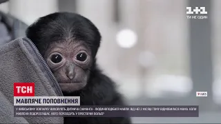 У київському зоопарку виховують людиноподібну мавпочку, яку покинула мама