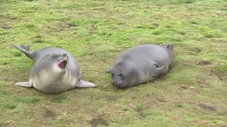 Oscar award-winning performers? Roly-poly Elephant Seal pups act up for the camera.