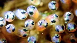 Lembeh Muck Diving Weird, Ugly Wonderful Critters Highlights 3 - 2nd Trip.