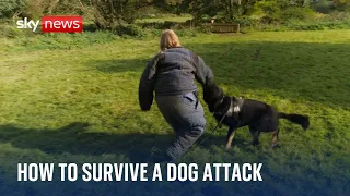 What's the best way to survive a dog attack?