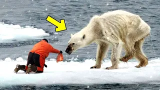 Мужчина помог умирающему белому медведю, а затем произошло что-то невероятное!