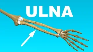 Ulna Anatomy - Forearm Bones #5