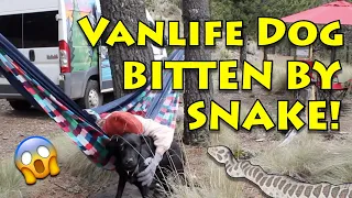 Vanlife Dog Bit by Rattlesnake | Mexico | Racing Down a Mountain