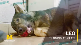 Meet Leo: Michigan Medicine's New K9 Officer in Training